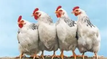 خريطة أسعار الدواجن اليوم الأربعاء.. سعر كيلو البانيه وسعر الكرتونة في البورصة منذ حوالي 7 ساعات